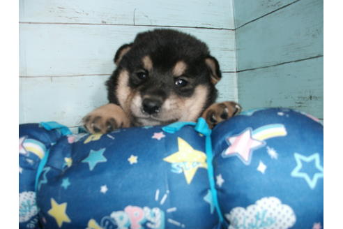 成約済の埼玉県の柴犬-136840の4枚目