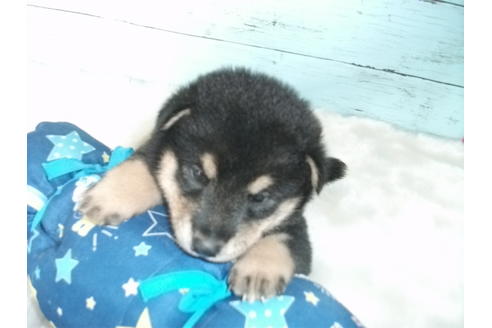 成約済の埼玉県の柴犬-136840の3枚目