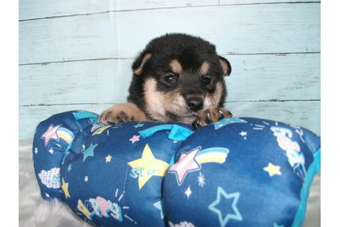 成約済の埼玉県の柴犬-136840の2枚目