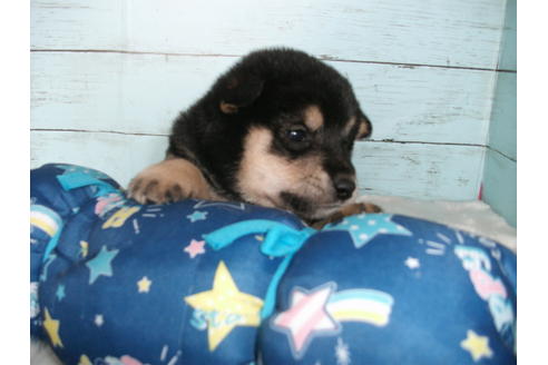 成約済の埼玉県の柴犬-136841の2枚目