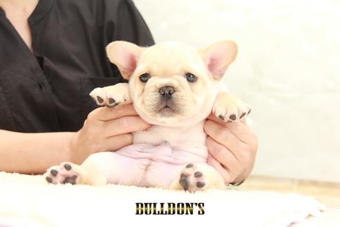 成約済の東京都のフレンチブルドッグ-136852