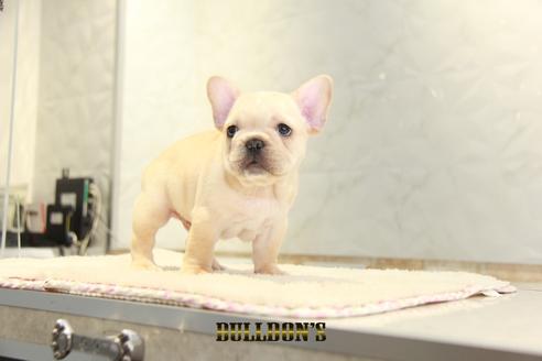 成約済の東京都のフレンチブルドッグ-136852の7枚目