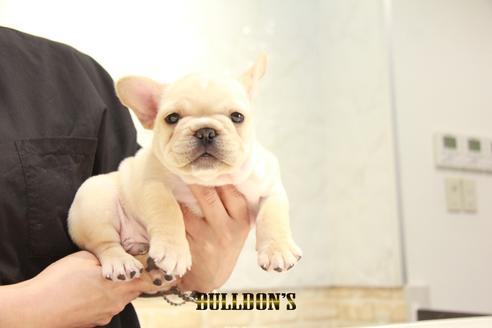 成約済の東京都のフレンチブルドッグ-136852の6枚目