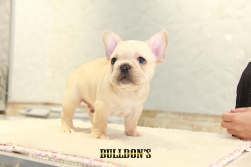 成約済の東京都のフレンチブルドッグ-136852の5枚目