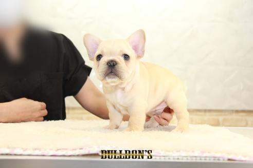 成約済の東京都のフレンチブルドッグ-136852の4枚目
