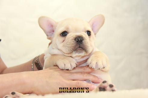 成約済の東京都のフレンチブルドッグ-136852の2枚目