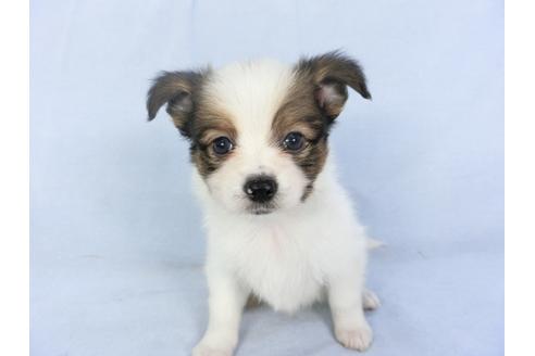 成約済の千葉県のパピヨン-135421