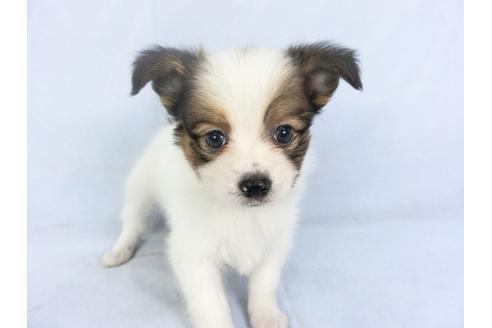 成約済の千葉県のパピヨン-135421の4枚目