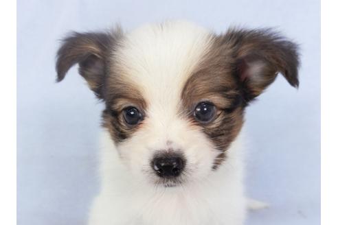 成約済の千葉県のパピヨン-135421の3枚目