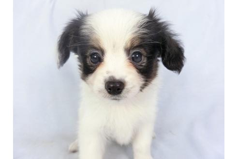 成約済の千葉県のパピヨン-135417