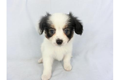 成約済の千葉県のパピヨン-135417の4枚目