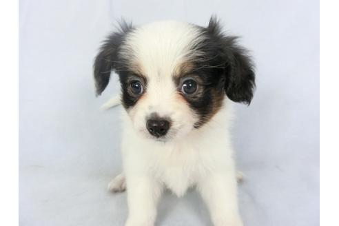 成約済の千葉県のパピヨン-135417の3枚目