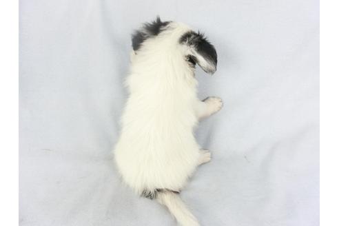 成約済の千葉県のパピヨン-135417の2枚目