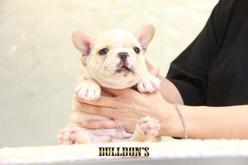 成約済の東京都のフレンチブルドッグ-136854の7枚目