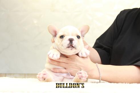 成約済の東京都のフレンチブルドッグ-136854の6枚目