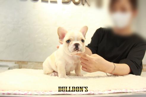 成約済の東京都のフレンチブルドッグ-136854の5枚目