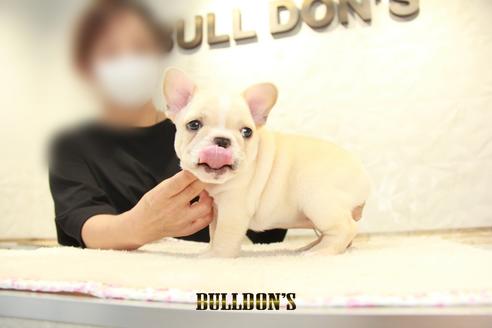成約済の東京都のフレンチブルドッグ-136854の4枚目