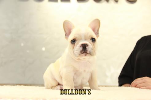 成約済の東京都のフレンチブルドッグ-136854の2枚目