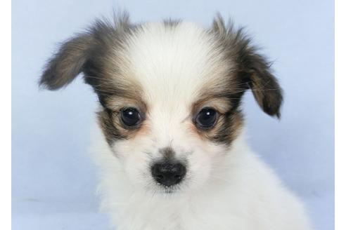 成約済の千葉県のパピヨン-135414の4枚目