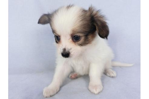 成約済の千葉県のパピヨン-135414の3枚目