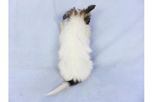 成約済の千葉県のパピヨン-135414の2枚目