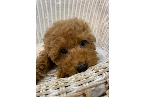 成約済の北海道のトイプードル-133992の19枚目