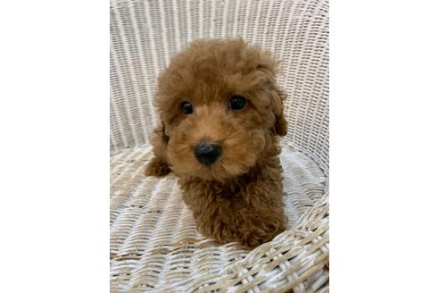 成約済の北海道のトイプードル-133992の18枚目