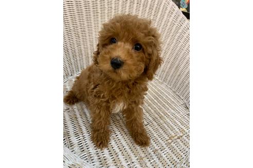 成約済の北海道のトイプードル-133992の17枚目