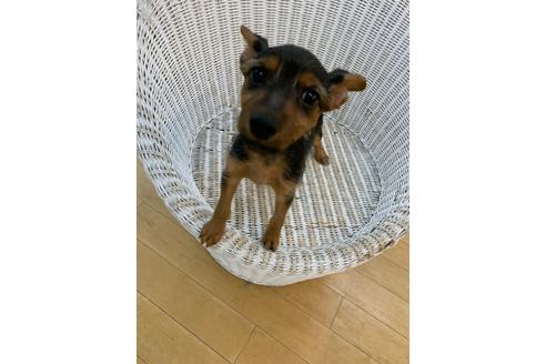 成約済の北海道のミックス犬-130586の18枚目