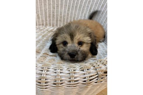 成約済の北海道のミックス犬-132187の4枚目