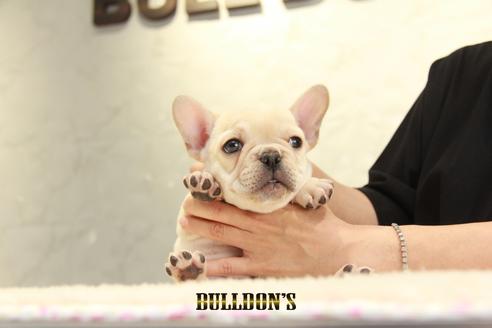 成約済の東京都のフレンチブルドッグ-136858の1枚目