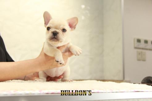 成約済の東京都のフレンチブルドッグ-136858の7枚目