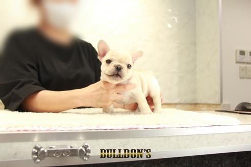 成約済の東京都のフレンチブルドッグ-136858の6枚目