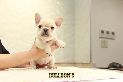 成約済の東京都のフレンチブルドッグ-136858の3枚目