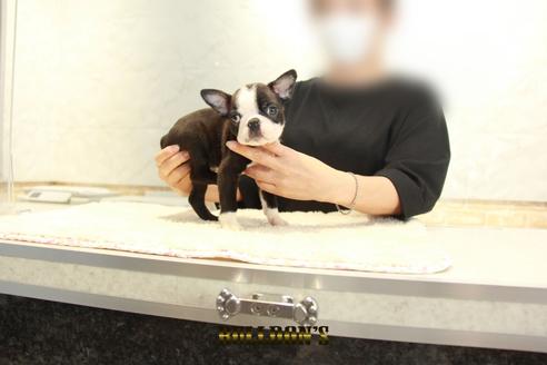 成約済の東京都のボストンテリア-136860の5枚目