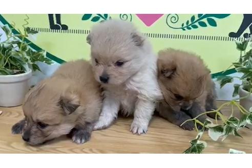 成約済の栃木県のポメラニアン-136862の1枚目