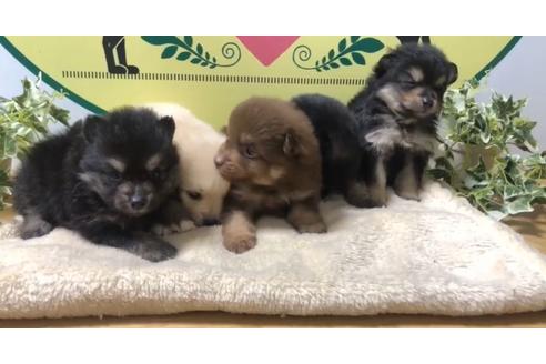 成約済の栃木県のポメラニアン-136888の1枚目