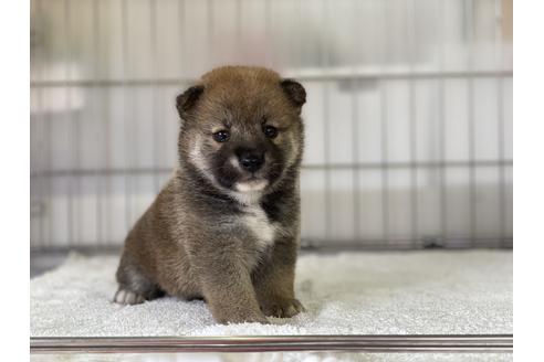 成約済の岡山県の柴犬-134260の1枚目