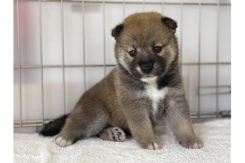 成約済の岡山県の柴犬-134260の5枚目