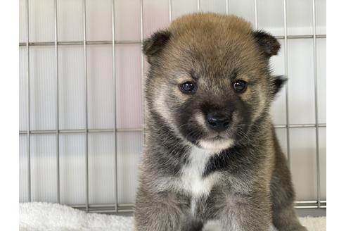 成約済の岡山県の柴犬-134260の4枚目