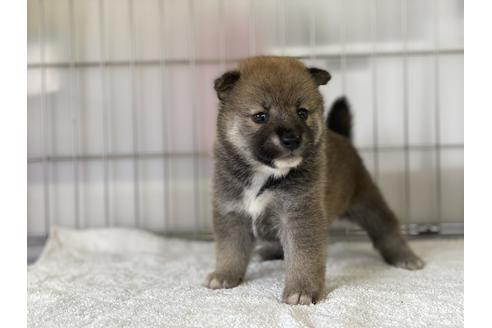成約済の岡山県の柴犬-134260の3枚目