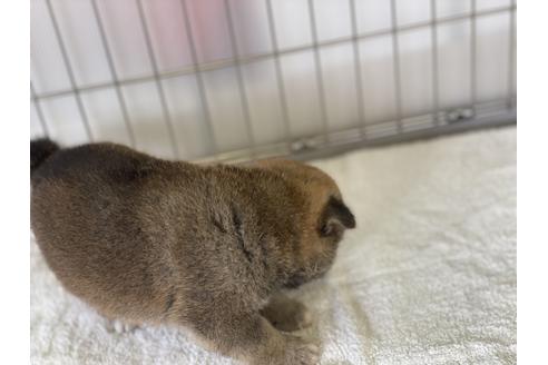 成約済の岡山県の柴犬-134260の2枚目