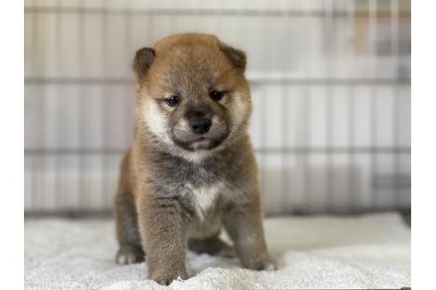 成約済の岡山県の柴犬-134257の1枚目