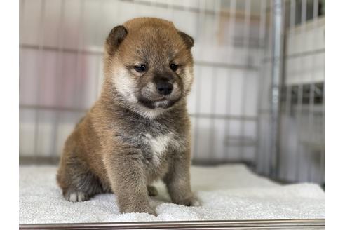 成約済の岡山県の柴犬-134257の5枚目