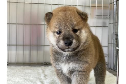 成約済の岡山県の柴犬-134257の4枚目