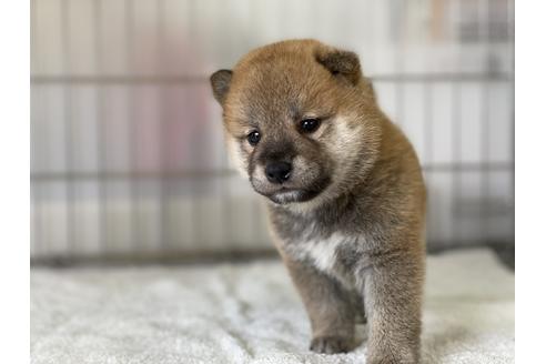 成約済の岡山県の柴犬-134257の3枚目