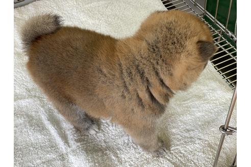 成約済の岡山県の柴犬-134257の2枚目