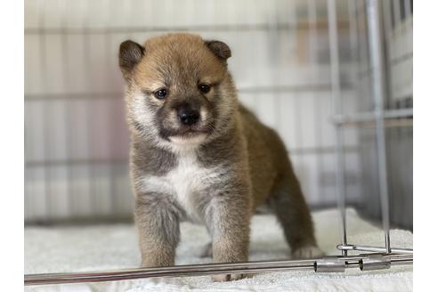 成約済の岡山県の柴犬-134258の1枚目