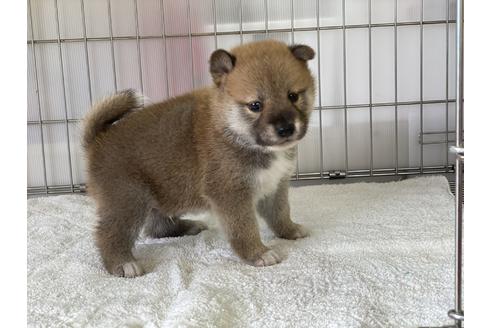 成約済の岡山県の柴犬-134258の5枚目