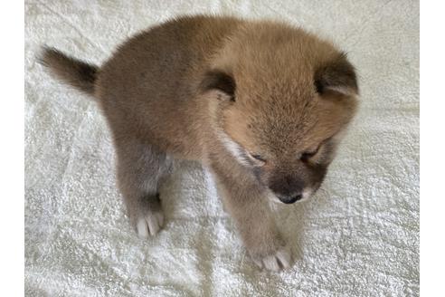 成約済の岡山県の柴犬-134258の4枚目